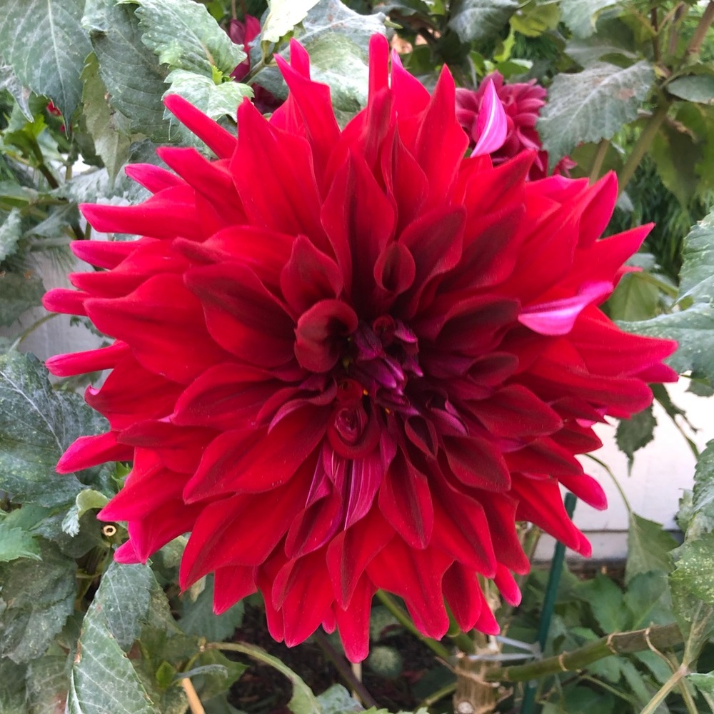 Meet your Posher, Elle